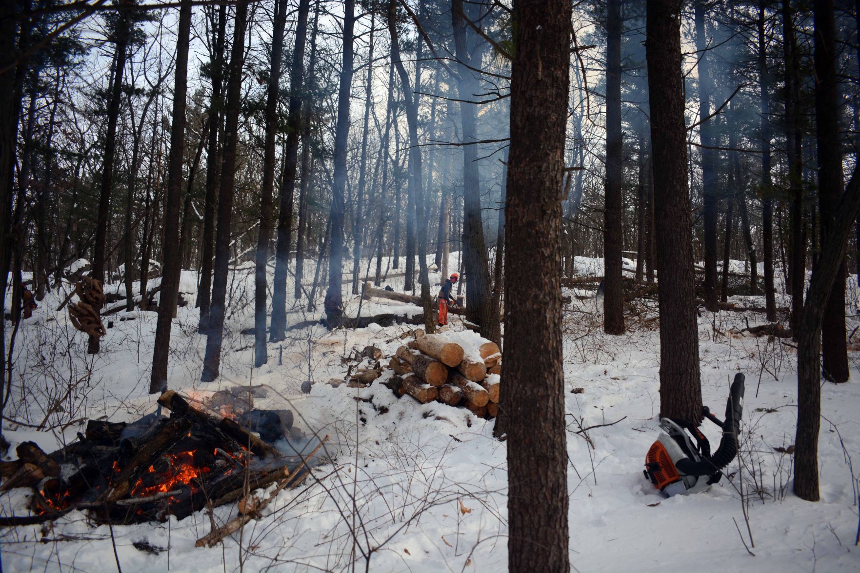 Devil's Lake east bluff stewardship work